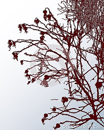 Vector image of silhouettes branches wild rose on snowy lawn on winter frosty day Vector Illustration