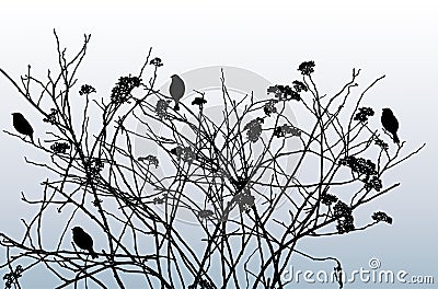 Vector image of silhouettes fruit bush branches with birds in winter Vector Illustration