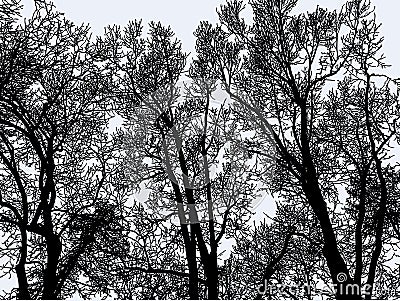 Vector image of silhouettes trees in winter forest Vector Illustration