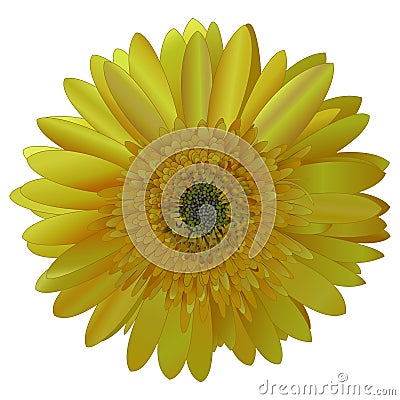 Vector image sunny bright yellow Barberton daisy (Gerbera jameso) Vector Illustration