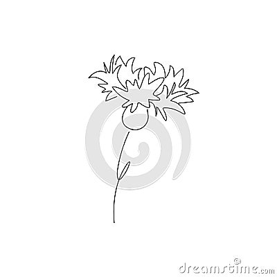 Vector image of wildflowers cornflowers isolated on white background Doodle. Illustration Vector Illustration