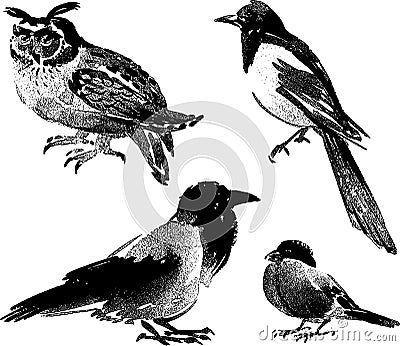 Vector images of different wild birds Vector Illustration