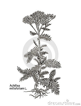 Vector images of medicinal plants. Detailed botanical illustration for your design. Achillea Vector Illustration