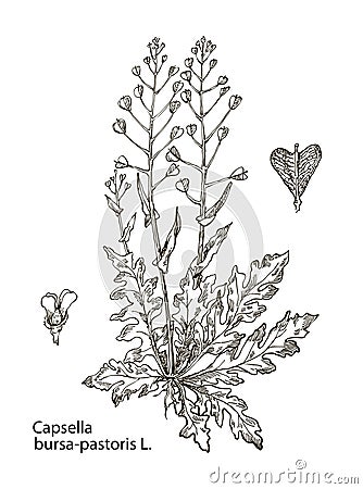 Vector images of medicinal plants. Detailed botanical illustration for your design. Capsella bursa-pastoris Cartoon Illustration