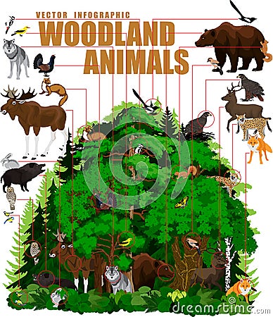 Vector infographic - woodland forest with animals Vector Illustration