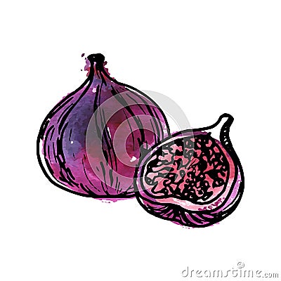 Vector ink drawing fig Vector Illustration