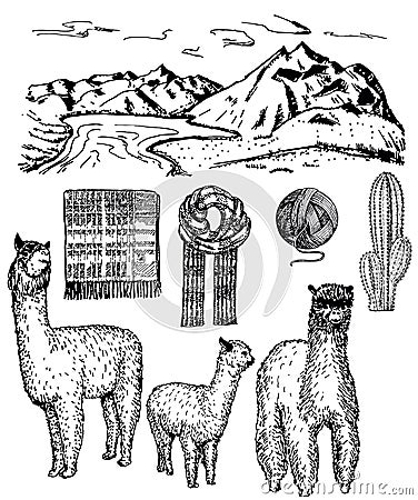 Vector ink hand drawn alpaca icon set Vector Illustration