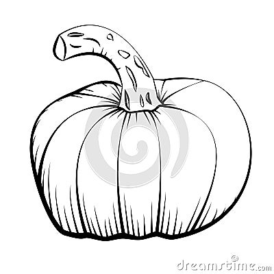 Vector ink hand drawn illustration of pumpkin. Linear sketch Vector Illustration