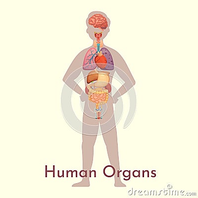 Vector internal organs collection in cartoon style. Anatomy of human body. Man biology organ: Heart, brain, lungs, liver Vector Illustration