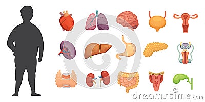 Vector internal organs collection in cartoon style. Anatomy of human body. Man biology organ: Heart, brain, lungs, liver Vector Illustration