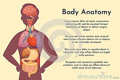 Vector internal organs collection in cartoon style. Anatomy of human body. Man biology organ: Heart, brain, lungs, liver Vector Illustration