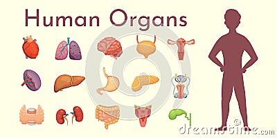 Vector internal organs collection in cartoon style. Anatomy of human body. Man biology organ: Heart, brain, lungs, liver Vector Illustration