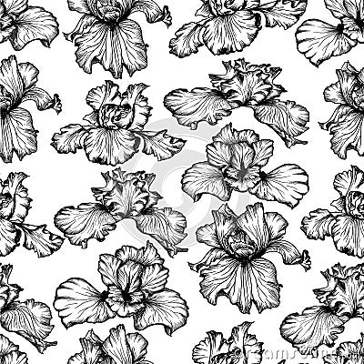 Vector iris botanical flower. Black and white line-art Vector Illustration