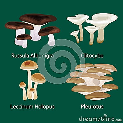 Vector isolated edible natural mushrooms in nature set, organic vegetable food collection of illustrations, forest . Vector Illustration