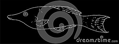 Vector isolated element of the marine tropical fish Gomphosus varius drawn by hand with a white line on a black background in the Vector Illustration