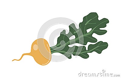 Vector isolated element. Turnips. Vegetables. Gardening. Springtime. Color image on a white background. The print is used for Vector Illustration