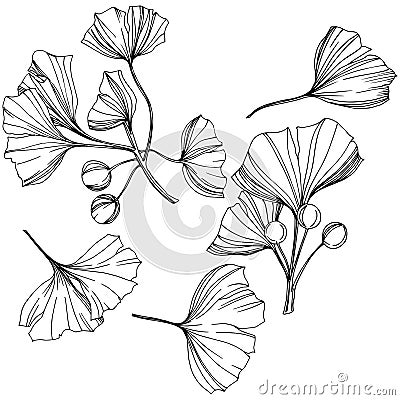 Vector Isolated ginkgo illustration element. Leaf plant botanical garden foliage. Black and white engraved ink art. Vector Illustration