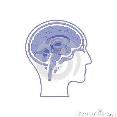 Vector isolated illustration of Amygdala Vector Illustration