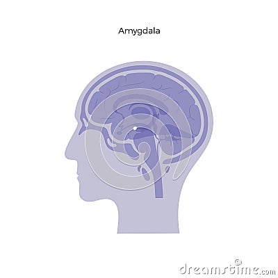 Vector isolated illustration of Amygdala Vector Illustration