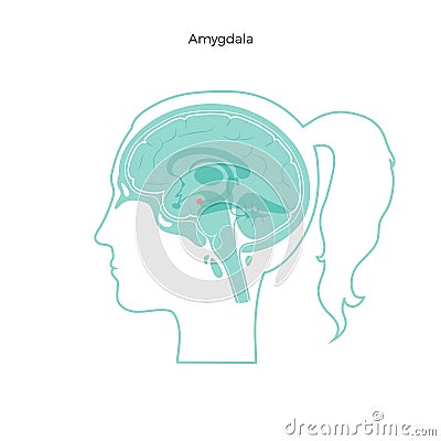 Vector isolated illustration of Amygdala Vector Illustration