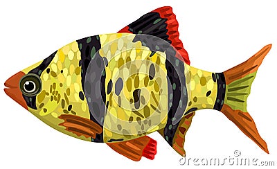 Vector isolated illustration of decorative barbus fish. Vector Illustration