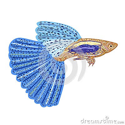 Vector isolated illustration of guppy fish Vector Illustration