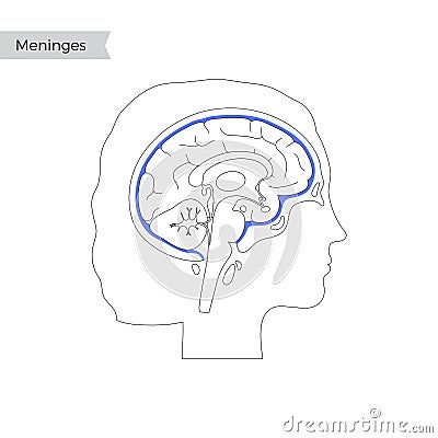 Vector isolated illustration of Meninges Vector Illustration