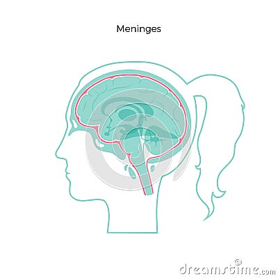 Vector isolated illustration of Meninges Vector Illustration