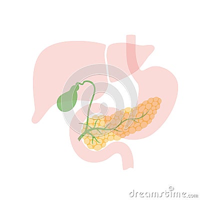 Pancreas and gallbladder Vector Illustration
