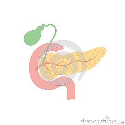 Pancreas and gallbladder Vector Illustration