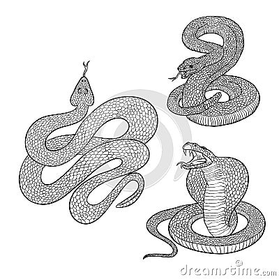 Vector isolated illustrations set aggressive venomous snakes ready to pounce. Figure dangerous reptiles cobra and rattlesnake with Vector Illustration