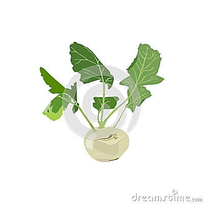 Vector isolated image of fresh kohlrabi in flat style. Stock Photo