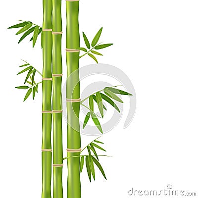Vector isolated realistic illustration of green organic bamboo plant isolated on white background. Vector Illustration