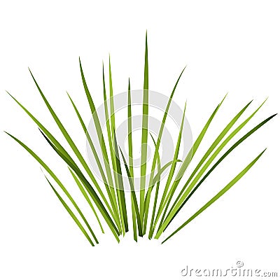 Vector isolated reed. Water plants in different variants, white background. Vector Illustration