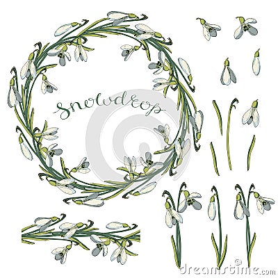 Vector isolated snowdrop on white. Vector Illustration