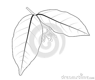 Vector. Ixora (Zephyranthes) leaf, outline and flowers are not blooming, tropical Asian plants Vector Illustration