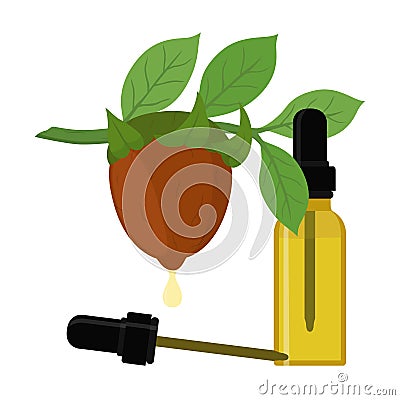Vector jojoba branch, simmondsia chinensis,cosmetics plant, organic oil, aroma herb in essential oil, bottle with liquid Vector Illustration