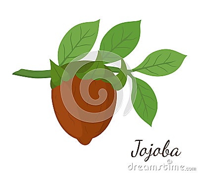 Vector jojoba branch, simmondsia chinensis,cosmetics plant, organic oil, aroma herb. Made in cartoon flat style Vector Illustration