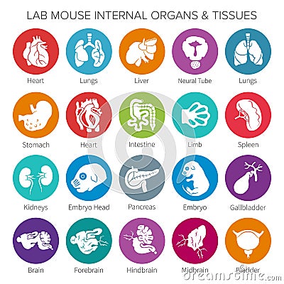 Vector lab mouse internal organs and tissues icon set Vector Illustration