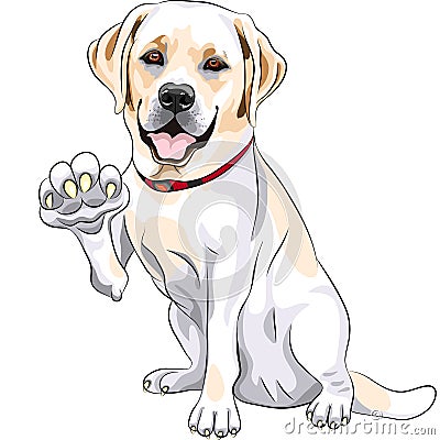 vector Labrador smiles and gives a paw Vector Illustration