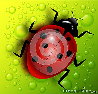 Vector ladybug illustration Vector Illustration