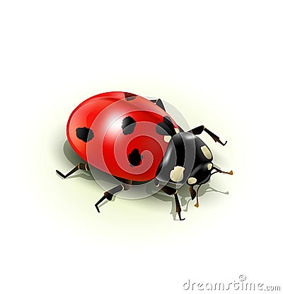 Vector ladybug, isolated Vector Illustration