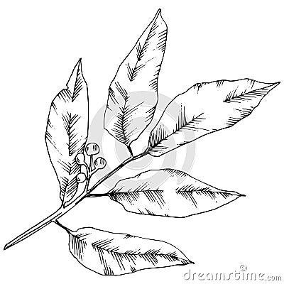 Vector laurus leaf. Leaf plant botanical garden floral foliage. Isolated illustration element. Vector Illustration