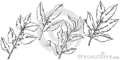 Vector laurus leaf. Leaf plant botanical garden floral foliage. Isolated illustration element. Vector Illustration