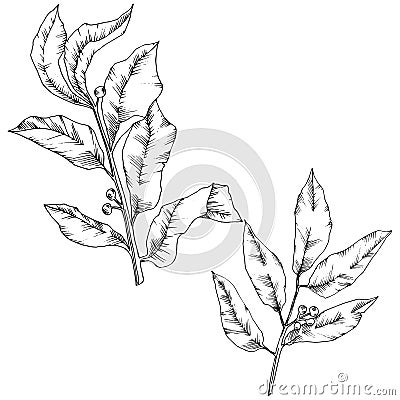 Vector laurus leaf. Leaf plant botanical garden floral foliage. Isolated illustration element. Vector Illustration