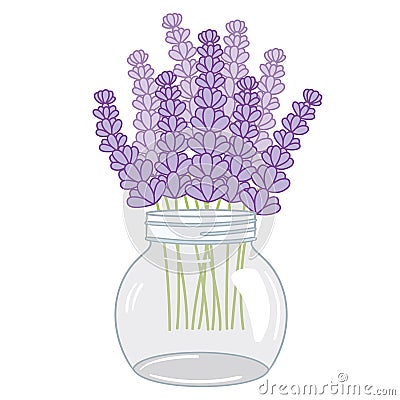 Vector Lavender Bouquet in Glass Jar. Vector Lavender Vector Illustration