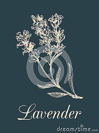 Vector lavender branch illustration. Hand drawn botanical sketch of medicinal plant in engraving style. Organic herb. Vector Illustration