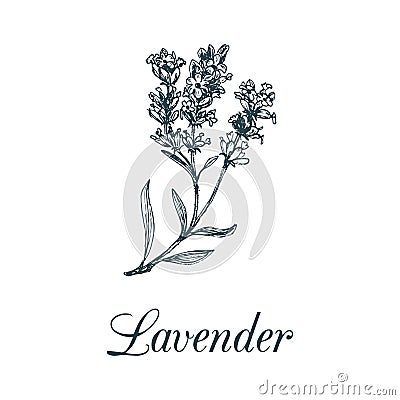 Vector lavender branch illustration. Hand drawn botanical sketch of plant in engraving style. Organic herb isolated. Vector Illustration