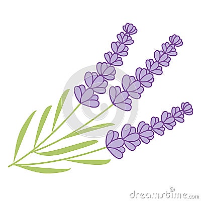 Vector Lavender Bunch. Lavender Vector Illustration Vector Illustration