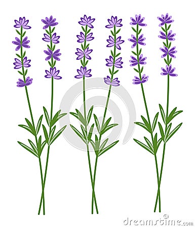 vector lavender flower set Vector Illustration